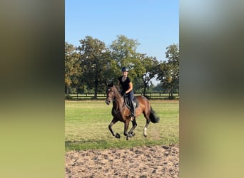 Deutsches Sportpferd, Stute, 13 Jahre, 170 cm, Brauner