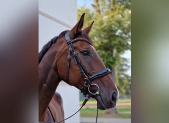 Deutsches Sportpferd, Stute, 13 Jahre, 170 cm, Brauner