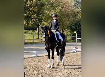 Deutsches Sportpferd, Stute, 13 Jahre, 170 cm, Schwarzbrauner