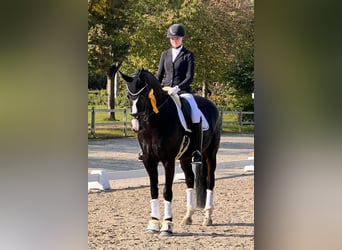 Deutsches Sportpferd, Stute, 13 Jahre, 170 cm, Schwarzbrauner