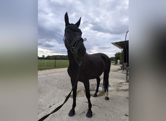 Deutsches Sportpferd, Stute, 13 Jahre, 170 cm, Schwarzbrauner