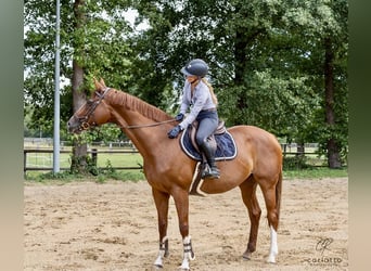 Deutsches Sportpferd, Stute, 13 Jahre, 172 cm, Fuchs