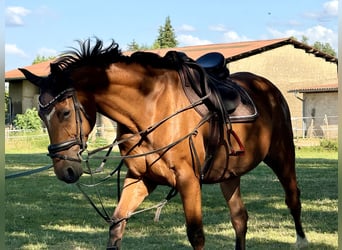 Deutsches Sportpferd, Stute, 14 Jahre, 163 cm, Brauner