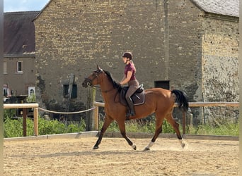 Deutsches Sportpferd, Stute, 14 Jahre, 163 cm, Brauner