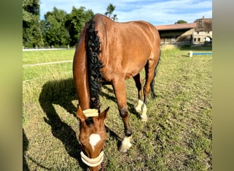 Deutsches Sportpferd, Stute, 14 Jahre, 163 cm, Brauner