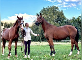 Deutsches Sportpferd, Stute, 14 Jahre, 163 cm, Brauner