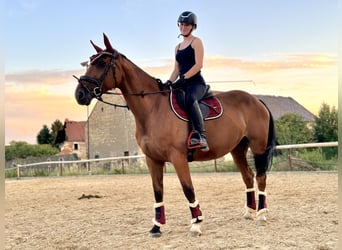 Deutsches Sportpferd, Stute, 14 Jahre, 163 cm, Brauner