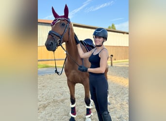 Deutsches Sportpferd, Stute, 14 Jahre, 163 cm, Brauner