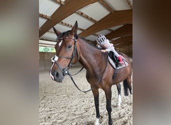 Deutsches Sportpferd, Stute, 14 Jahre, 164 cm, Brauner