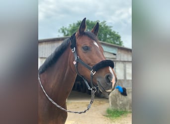 Deutsches Sportpferd, Stute, 14 Jahre, 164 cm, Brauner