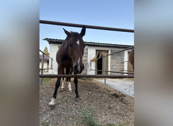 Deutsches Sportpferd, Stute, 14 Jahre, 164 cm, Brauner