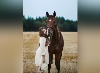 Deutsches Sportpferd, Stute, 14 Jahre, 164 cm, Brauner