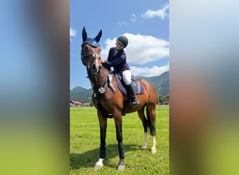 Deutsches Sportpferd, Stute, 14 Jahre, 164 cm, Brauner