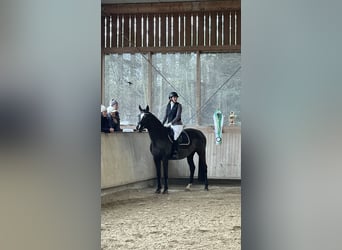 Deutsches Sportpferd, Stute, 14 Jahre, 165 cm, Schwarzbrauner