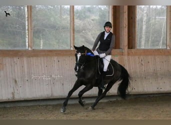 Deutsches Sportpferd, Stute, 14 Jahre, 165 cm, Schwarzbrauner