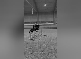 Deutsches Sportpferd, Stute, 14 Jahre, 165 cm, Schwarzbrauner