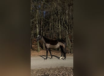 Deutsches Sportpferd, Stute, 14 Jahre, 165 cm, Schwarzbrauner