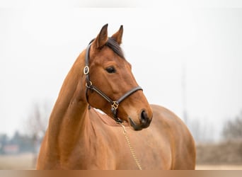 Deutsches Sportpferd, Stute, 14 Jahre, 167 cm, Brauner