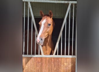 Deutsches Sportpferd, Stute, 14 Jahre, 167 cm, Fuchs