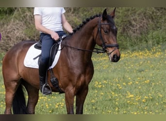 Deutsches Sportpferd, Stute, 14 Jahre, 168 cm, Brauner