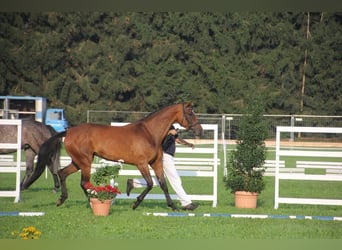 Deutsches Sportpferd, Stute, 14 Jahre, 168 cm, Brauner