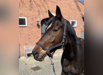Deutsches Sportpferd, Stute, 14 Jahre, 172 cm, Dunkelbrauner