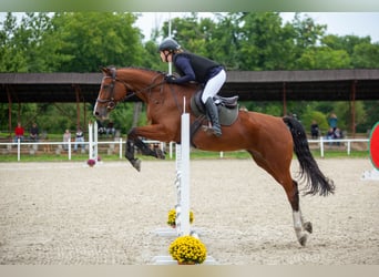 Deutsches Sportpferd, Stute, 14 Jahre, 172 cm, Rotbrauner