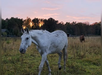Deutsches Sportpferd, Stute, 14 Jahre, 173 cm, Schimmel