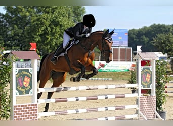 Deutsches Sportpferd, Stute, 14 Jahre, 174 cm, Brauner