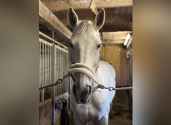 Deutsches Sportpferd, Stute, 14 Jahre, 174 cm, Schimmel