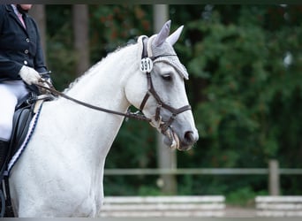 Deutsches Sportpferd, Stute, 14 Jahre, 174 cm, Schimmel