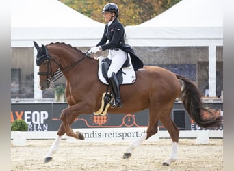 Deutsches Sportpferd, Stute, 14 Jahre, 178 cm, Fuchs