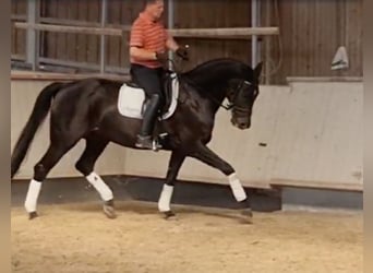 Deutsches Sportpferd, Stute, 14 Jahre