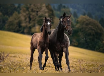 Deutsches Sportpferd, Stute, 14 Jahre
