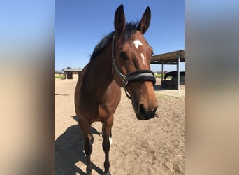 Deutsches Sportpferd, Stute, 15 Jahre, 162 cm, Brauner