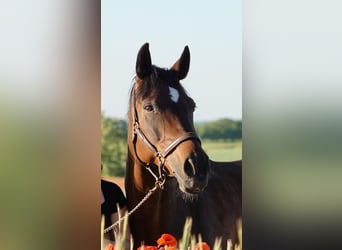 Deutsches Sportpferd, Stute, 15 Jahre, 162 cm, Brauner