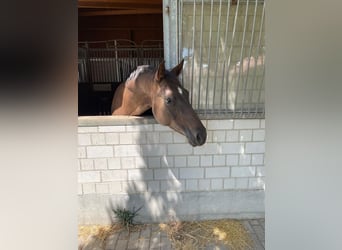 Deutsches Sportpferd, Stute, 15 Jahre, 162 cm, Dunkelfuchs