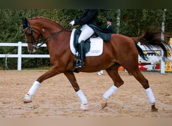 Deutsches Sportpferd, Stute, 15 Jahre, 162 cm, Fuchs