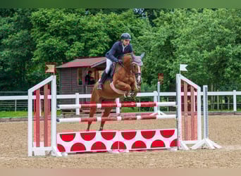Deutsches Sportpferd, Stute, 15 Jahre, 162 cm