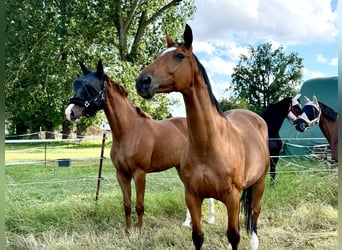 Deutsches Sportpferd, Stute, 15 Jahre, 163 cm, Brauner