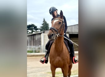 Deutsches Sportpferd, Stute, 15 Jahre, 163 cm, Brauner