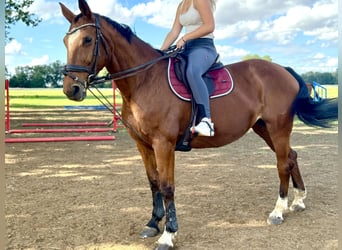 Deutsches Sportpferd, Stute, 15 Jahre, 163 cm, Brauner