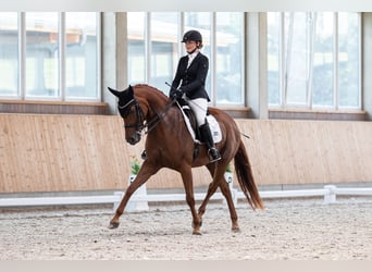 Deutsches Sportpferd, Stute, 15 Jahre, 163 cm, Dunkelfuchs