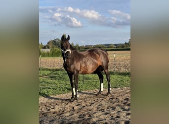 Deutsches Sportpferd, Stute, 15 Jahre, 165 cm, Dunkelbrauner