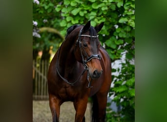 Deutsches Sportpferd, Stute, 15 Jahre, 166 cm, Brauner