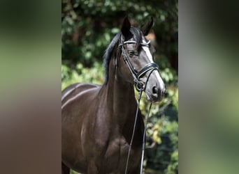 Deutsches Sportpferd, Stute, 15 Jahre, 167 cm, Rappe