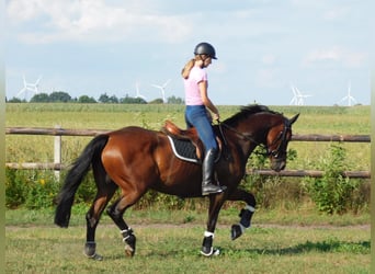 Deutsches Sportpferd, Stute, 15 Jahre, 168 cm, Brauner