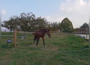 Deutsches Sportpferd, Stute, 15 Jahre, 168 cm, Brauner