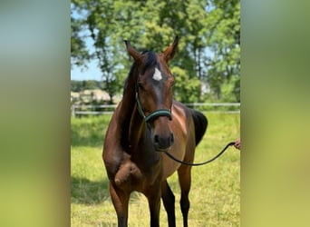 Deutsches Sportpferd, Stute, 15 Jahre, 168 cm, Brauner