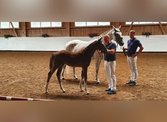 Deutsches Sportpferd, Stute, 15 Jahre, 168 cm, Schimmel